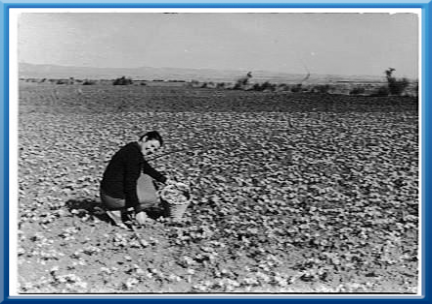 Zia Maria in un campo di zafferano